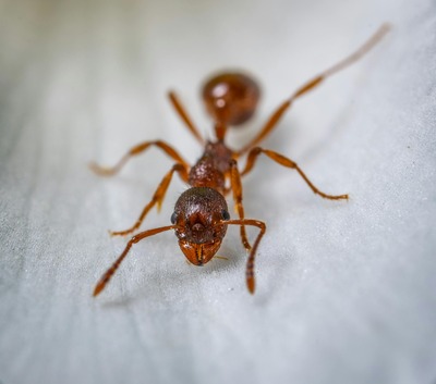 Macro close-up photograph showing individual ant details for identification in Bloomington, Indiana