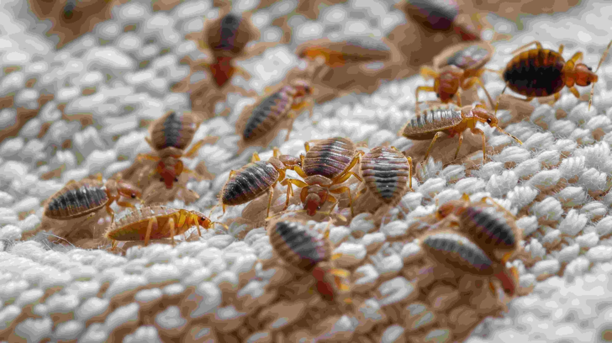 Bed bug infestation signs found in carpet fibers during an inspection of a Bloomington, Indiana student rental unit