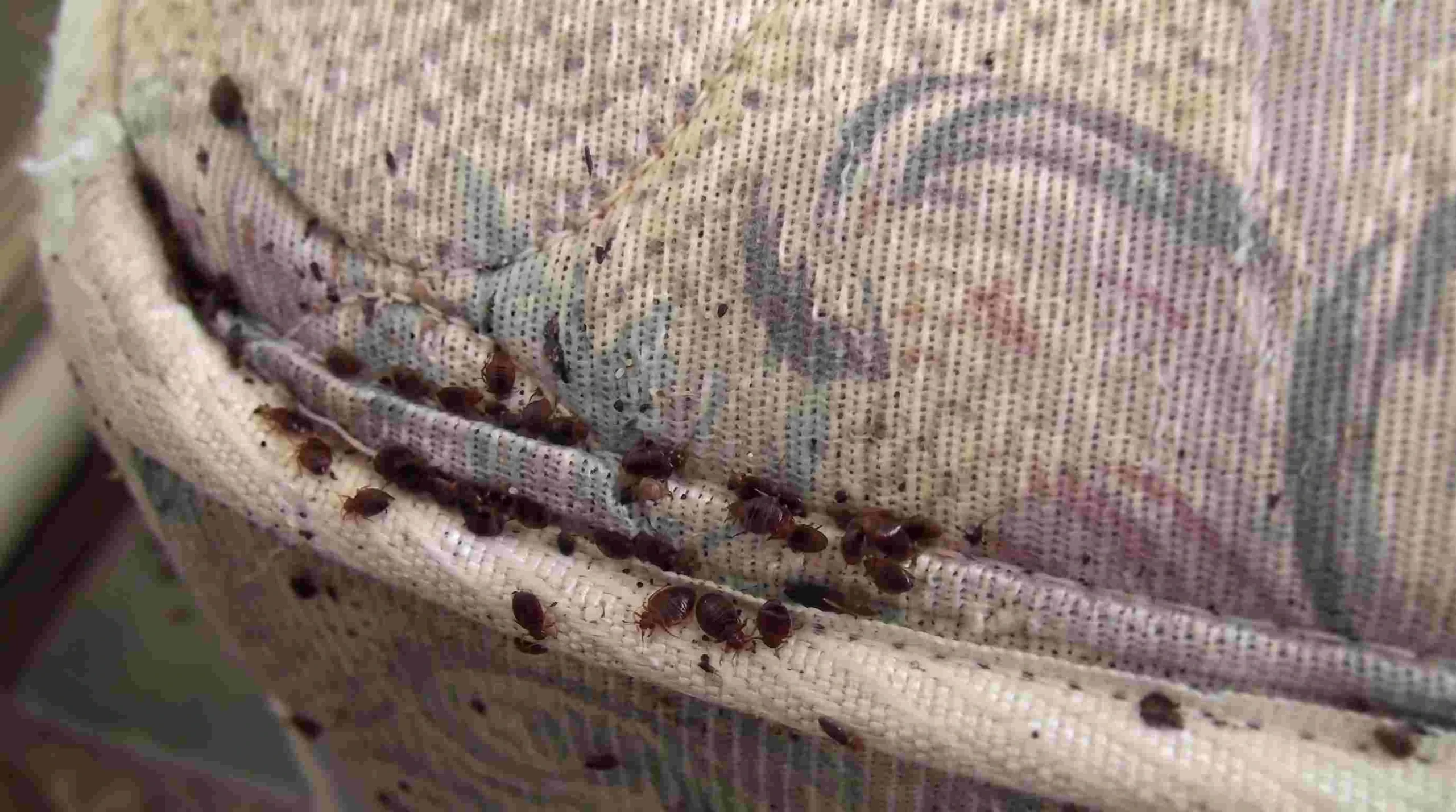 Severe bed bug infestation on decorative fabric in a Bloomington, Indiana home requiring professional treatment