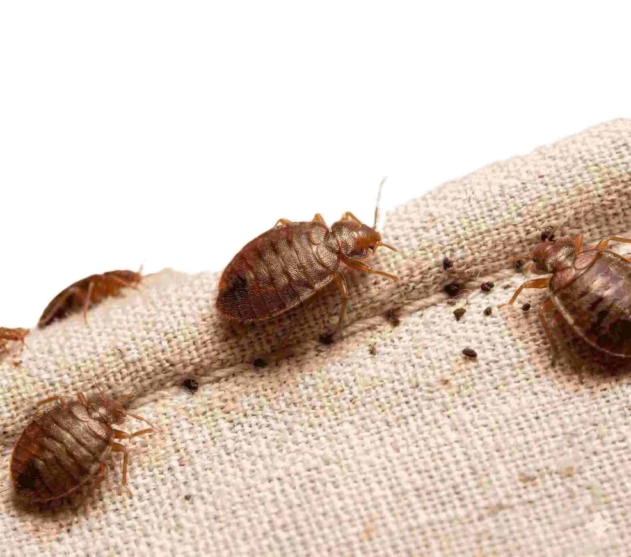 Bed bug colony infesting mattress seams in a Bloomington, Indiana home requiring immediate professional pest control treatment